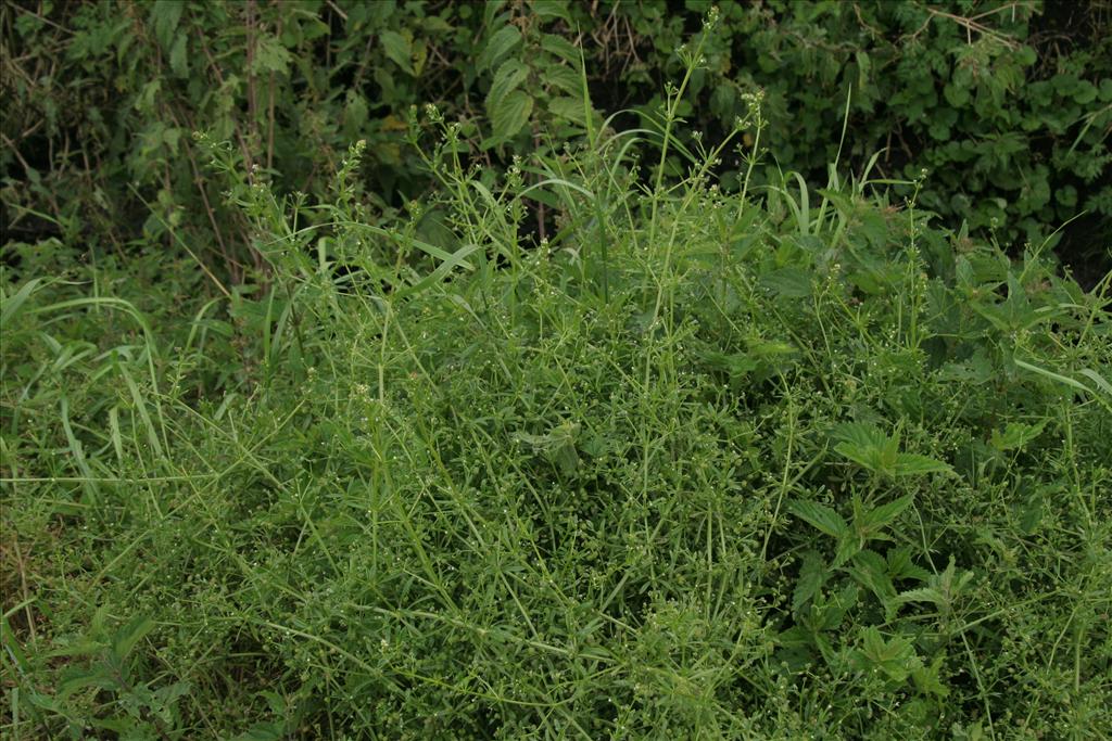 Galium aparine (door Willem Braam)