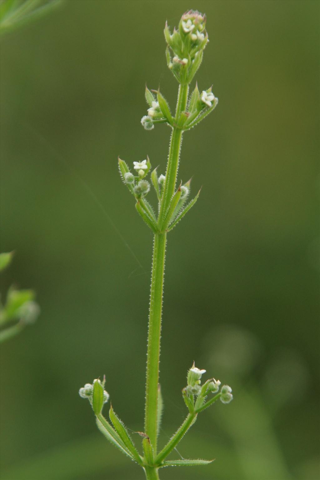 Galium aparine (door Willem Braam)