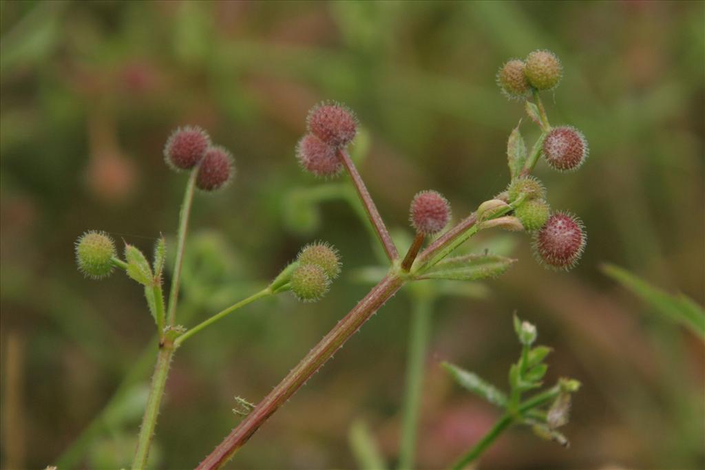 Galium aparine (door Willem Braam)