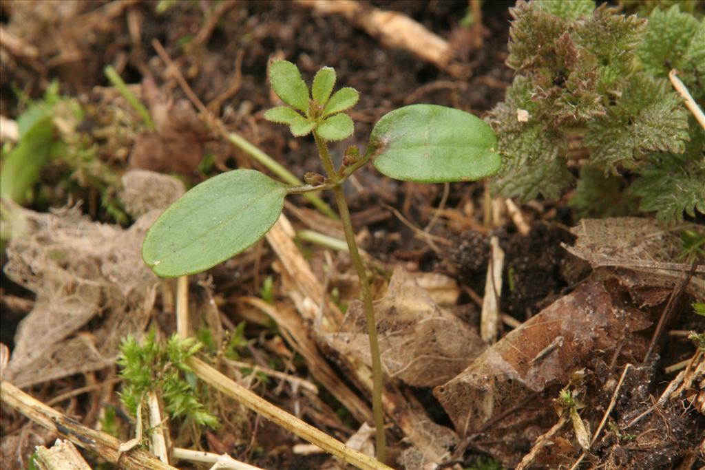 Galium aparine (door Willem Braam)