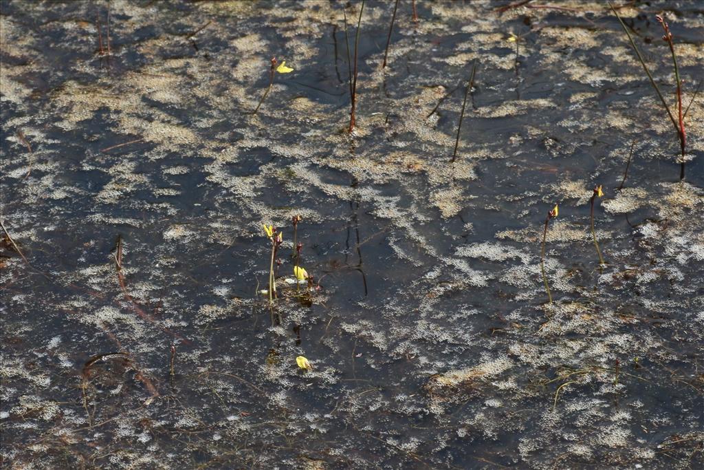 Utricularia minor (door Willem Braam)