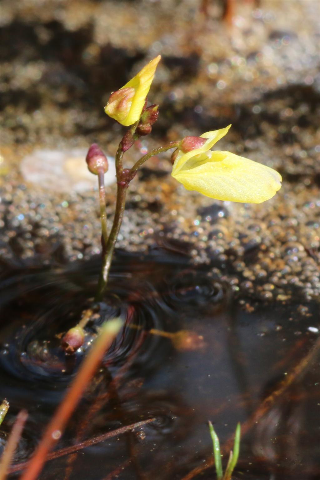 Utricularia minor (door Willem Braam)