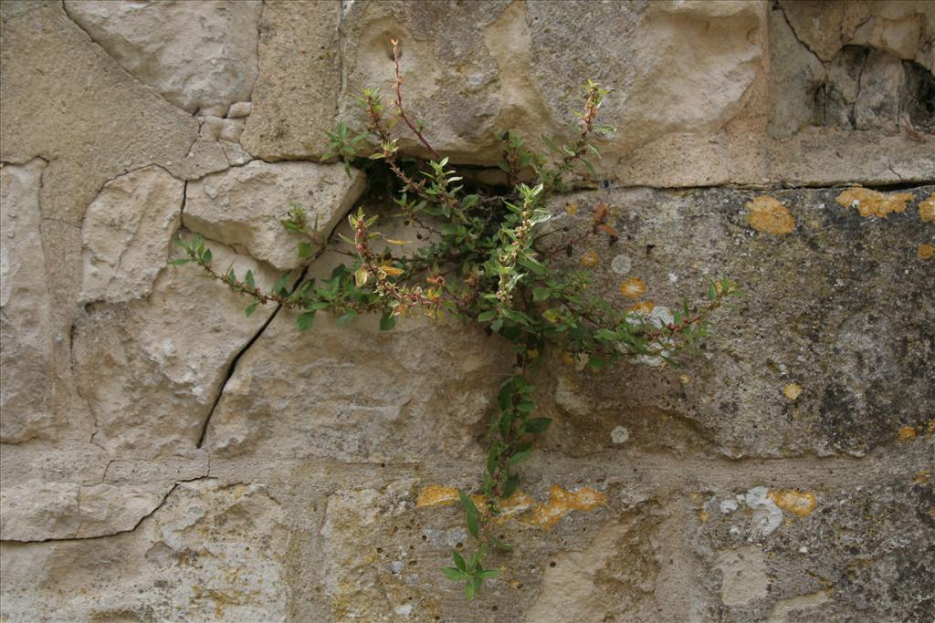 Parietaria judaica (door Willem Braam)