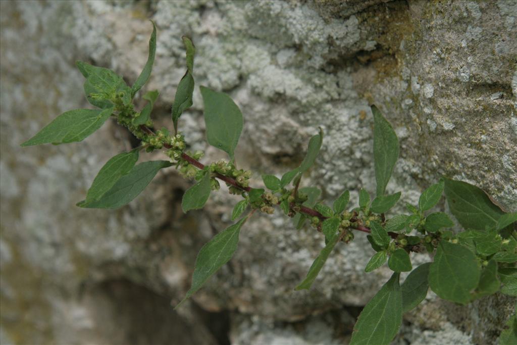 Parietaria judaica (door Willem Braam)