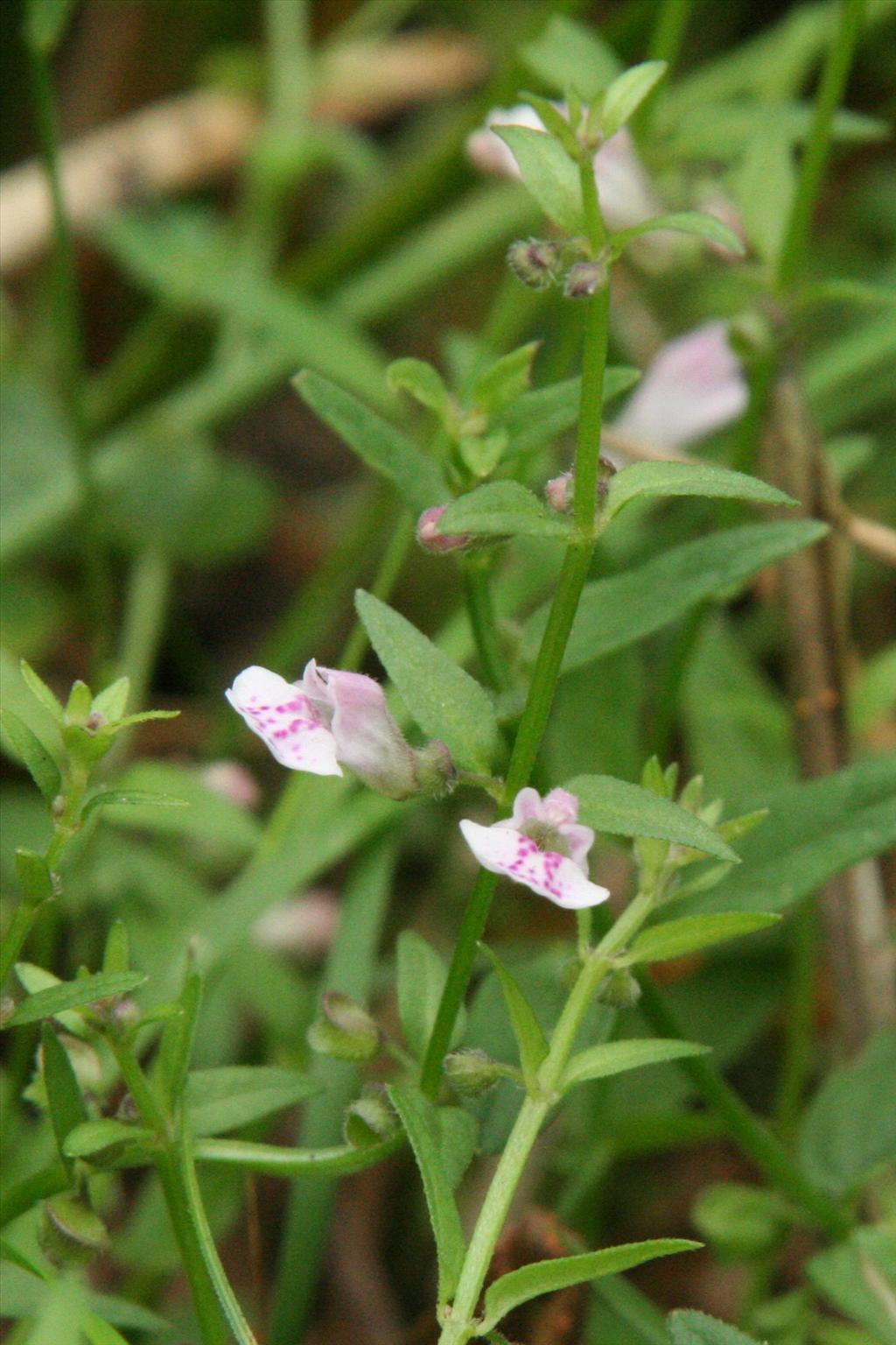 Scutellaria minor (door Willem Braam)