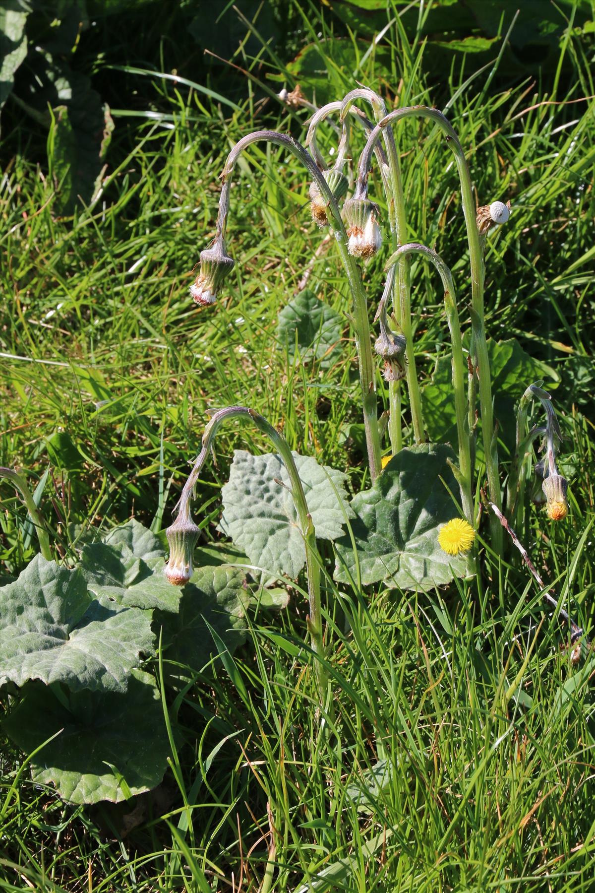 Tussilago farfara (door Willem Braam)