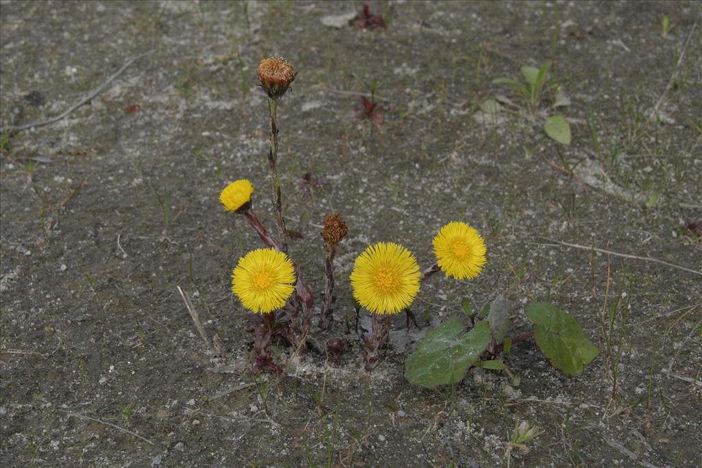 Tussilago farfara (door Willem Braam)