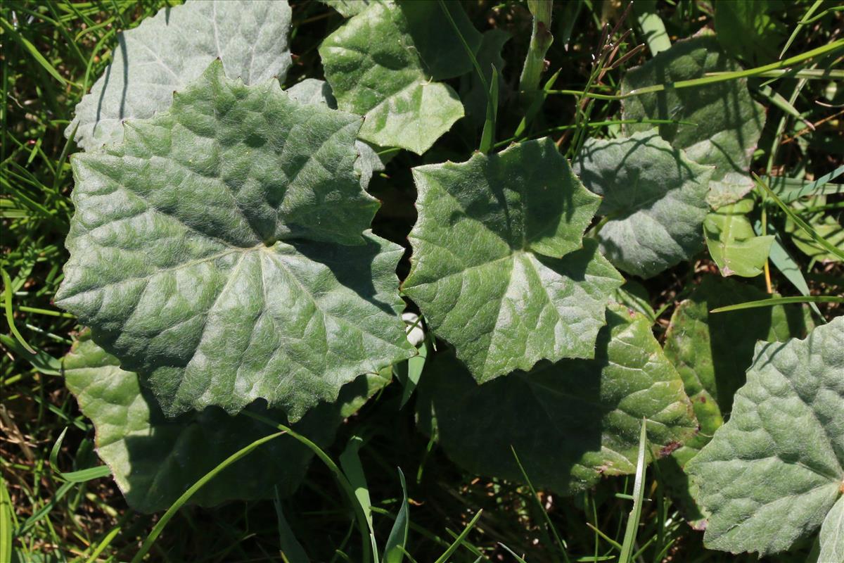 Tussilago farfara (door Willem Braam)