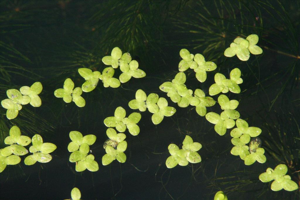 Lemna minor (door Willem Braam)