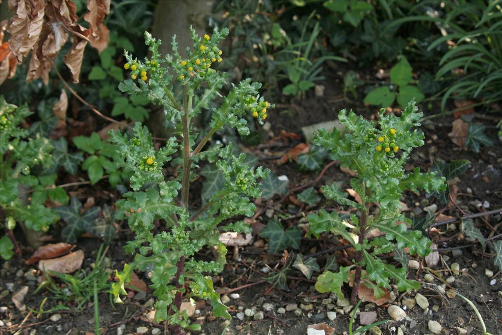Senecio vulgaris (door Willem Braam)