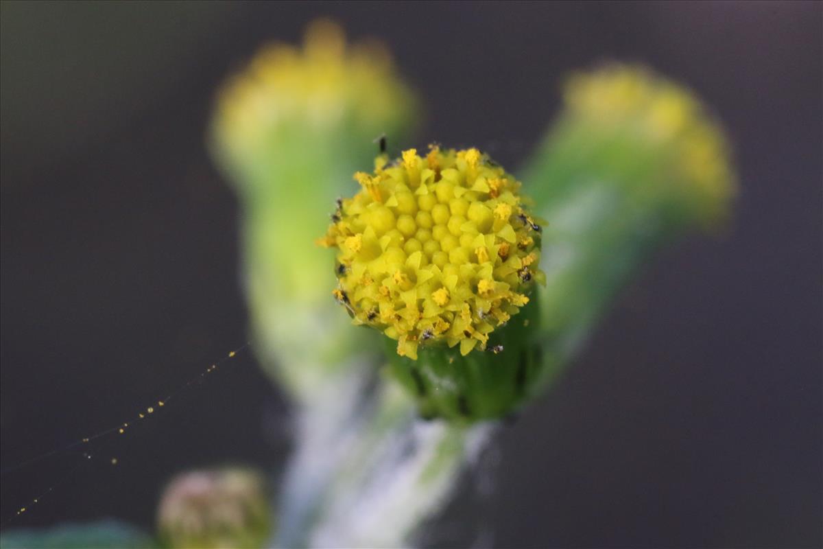 Senecio vulgaris (door Willem Braam)