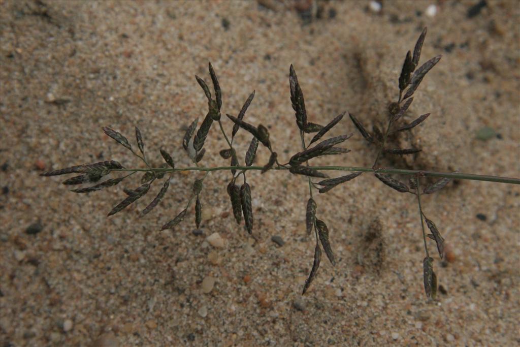 Eragrostis minor (door Willem Braam)