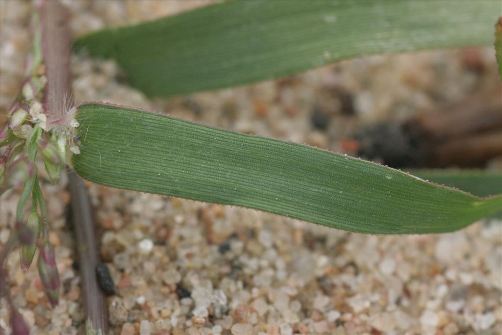 Eragrostis minor (door Willem Braam)