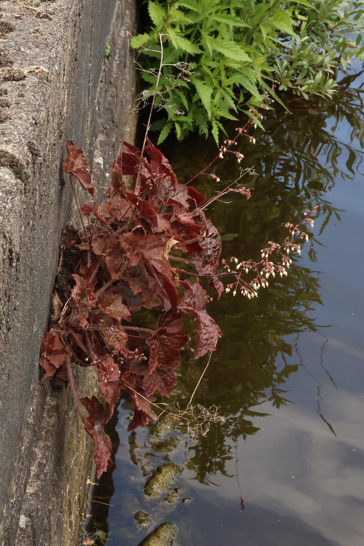 Heuchera micrantha (door Willem Braam)