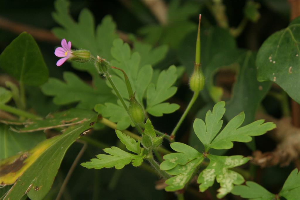 Geranium purpureum (door Willem Braam)