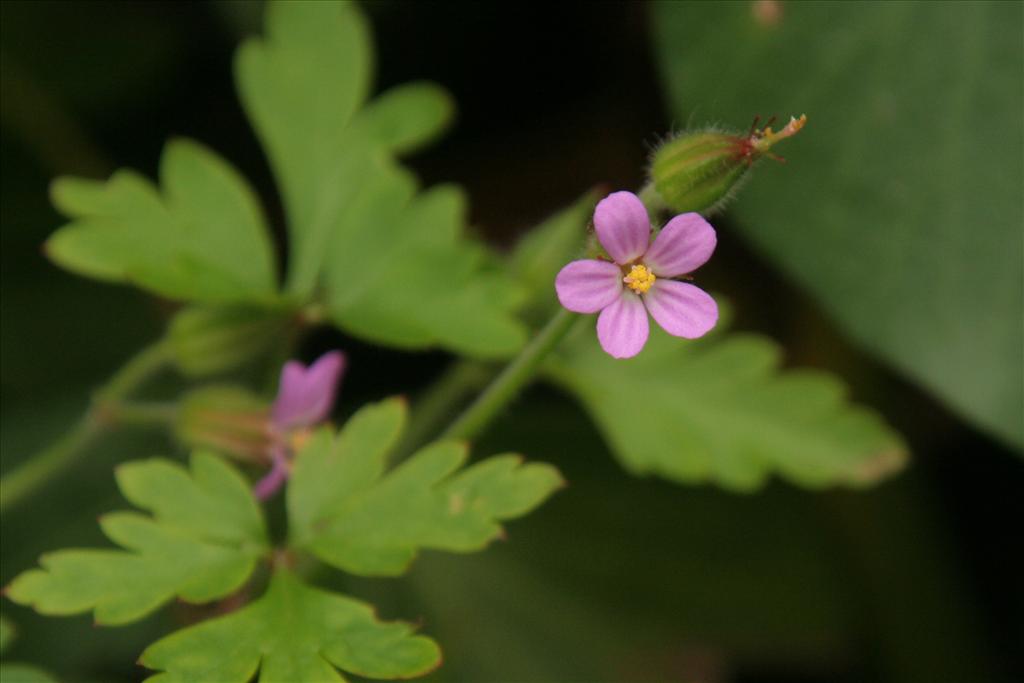 Geranium purpureum (door Willem Braam)