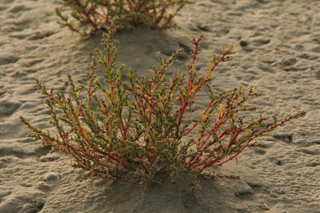 Suaeda maritima (door Willem Braam)