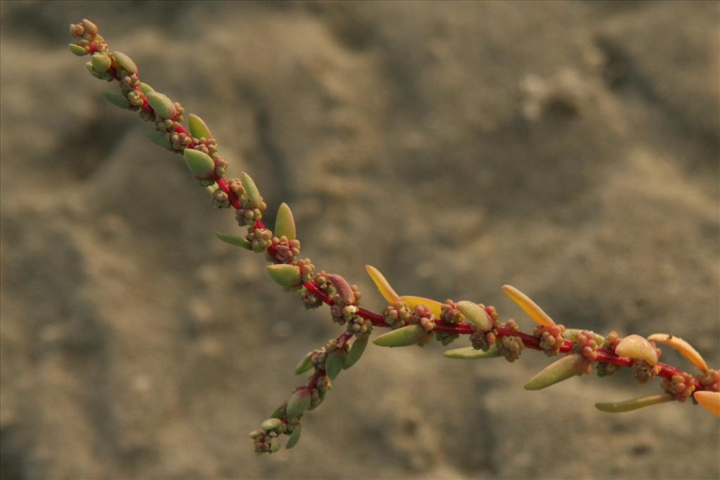 Suaeda maritima (door Willem Braam)