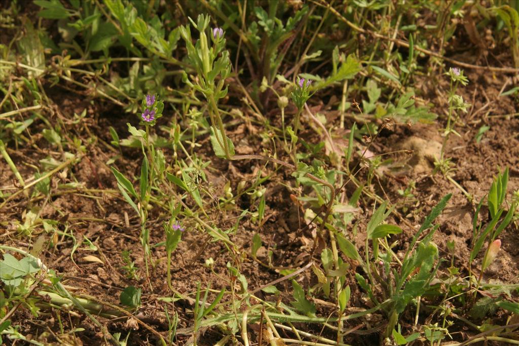 Legousia hybrida (door Willem Braam)