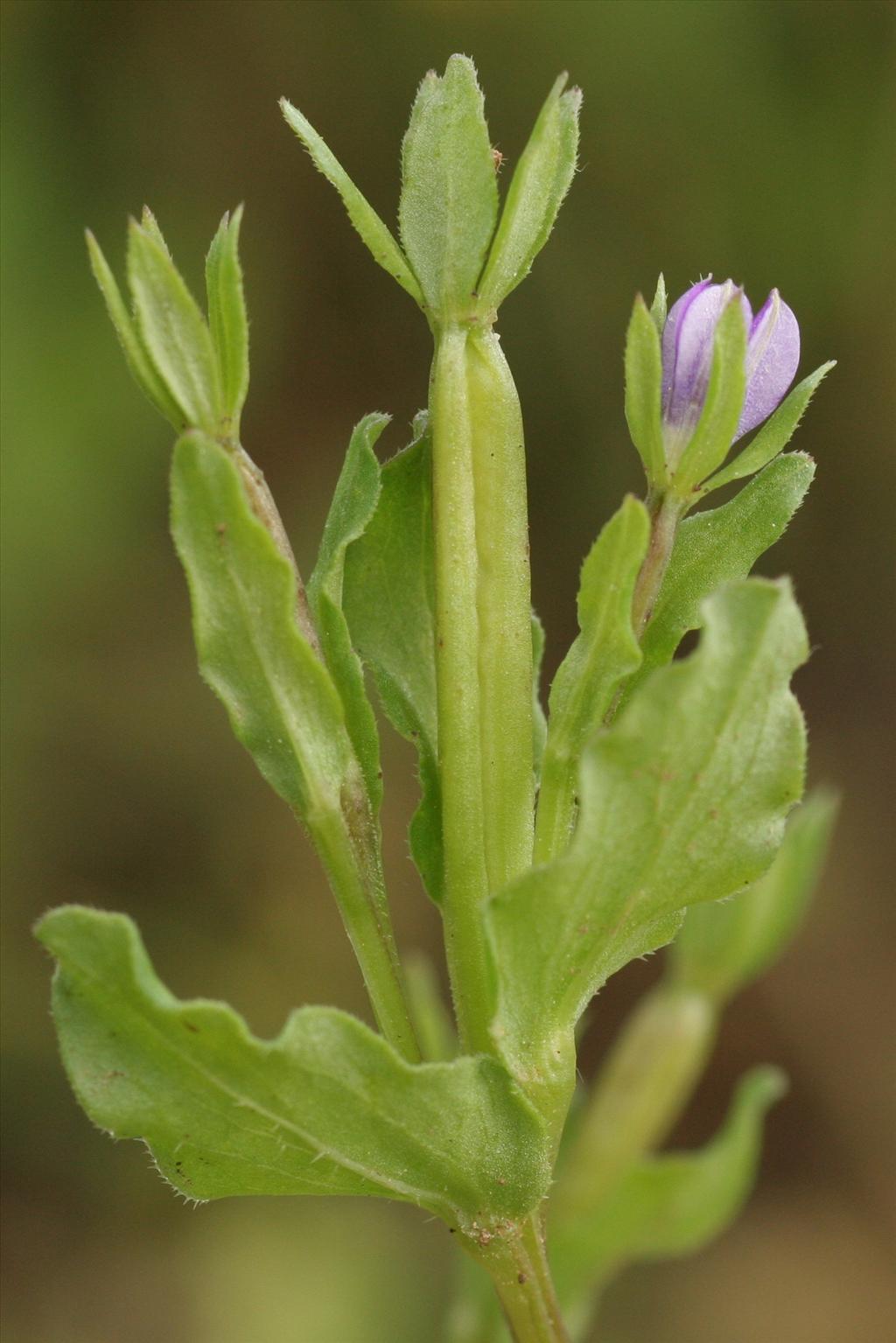 Legousia hybrida (door Willem Braam)