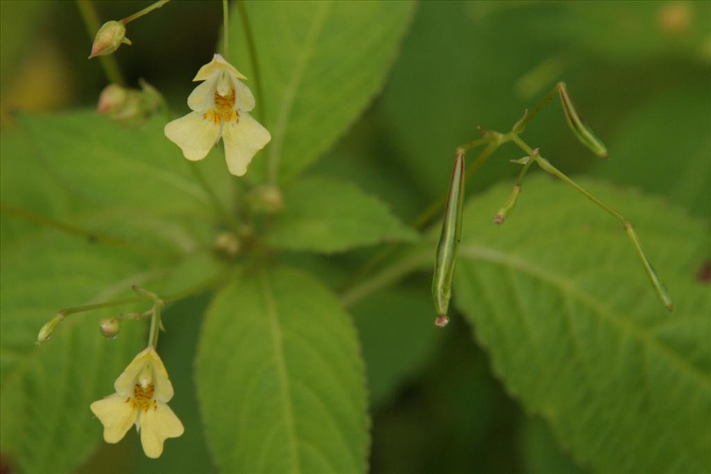 Impatiens parviflora (door Willem Braam)