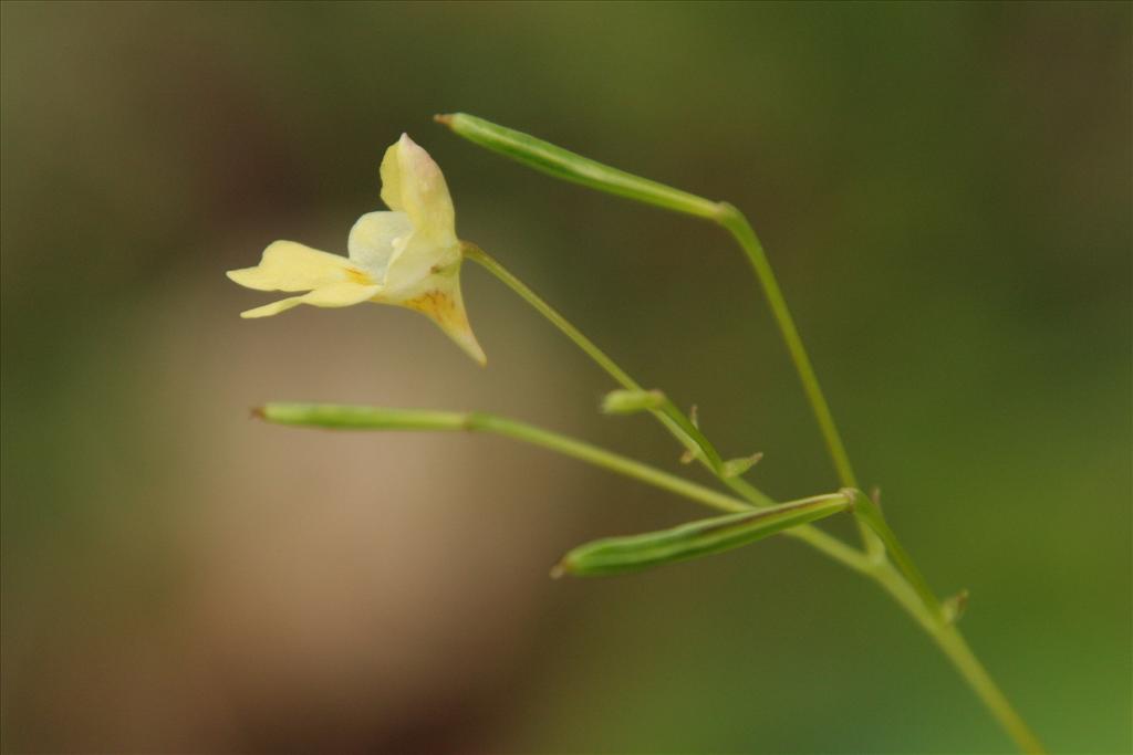 Impatiens parviflora (door Willem Braam)