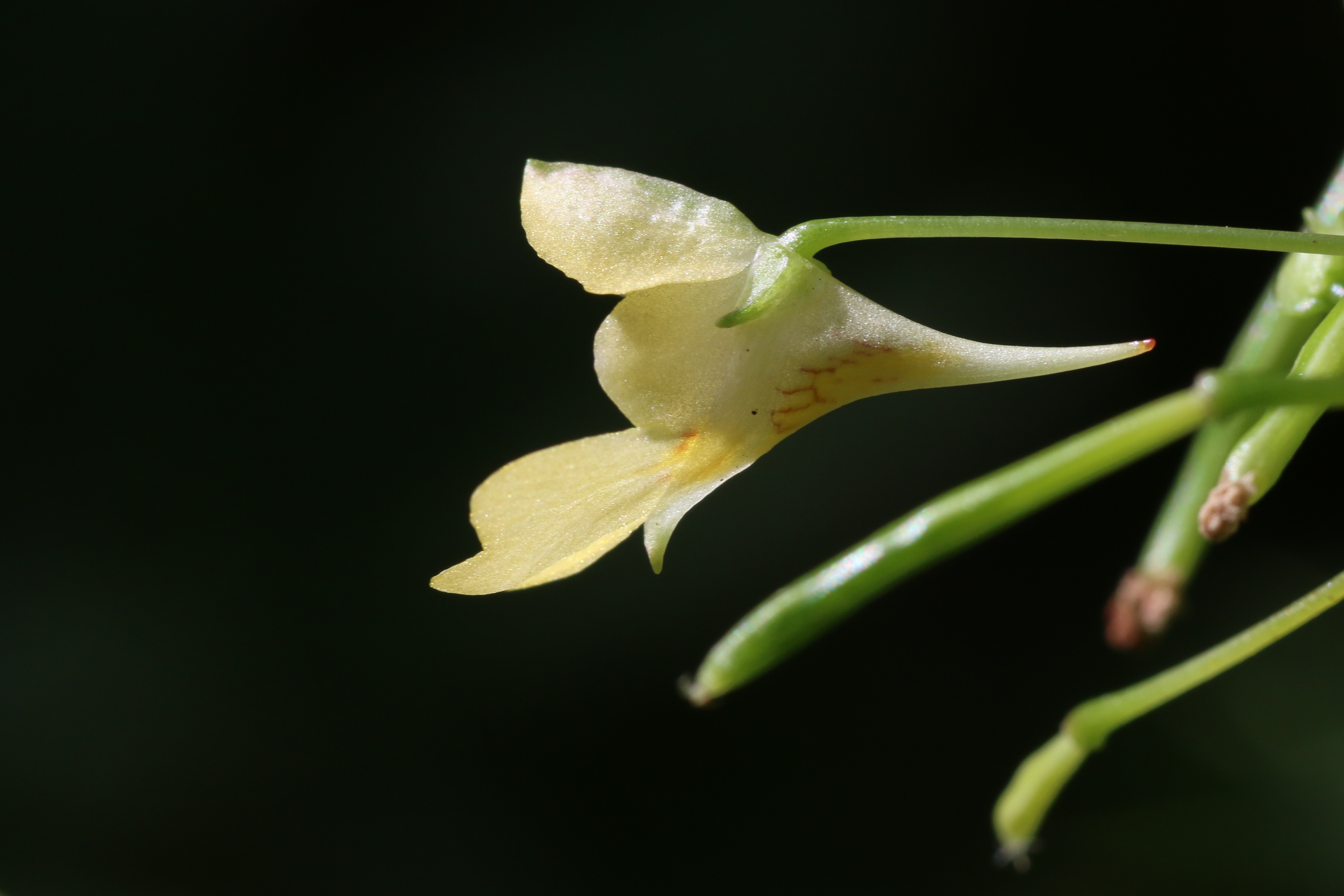 Impatiens parviflora (door Willem Braam)