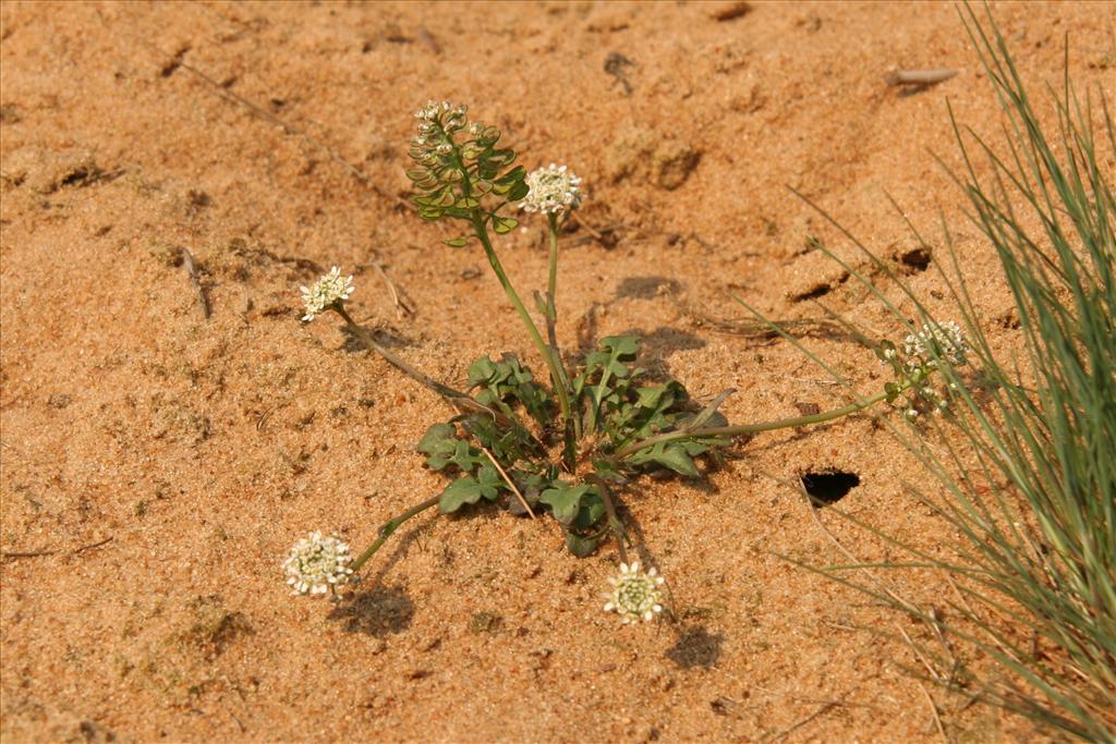 Teesdalia nudicaulis (door Willem Braam)