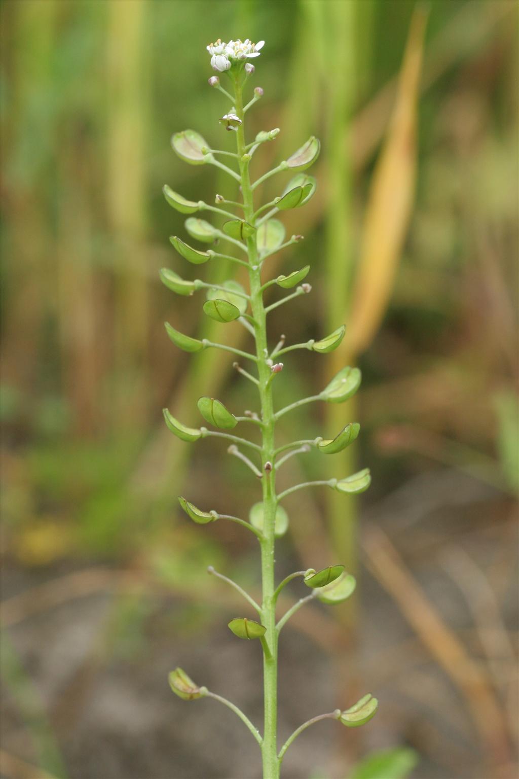 Teesdalia nudicaulis (door Willem Braam)