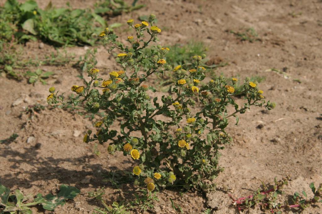 Pulicaria vulgaris (door Willem Braam)