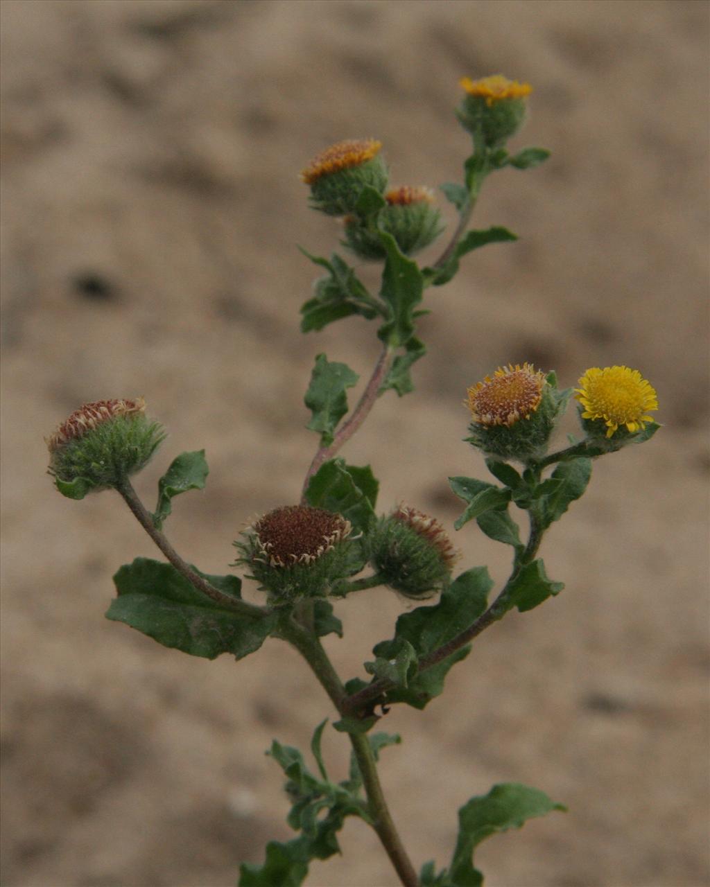 Pulicaria vulgaris (door Willem Braam)