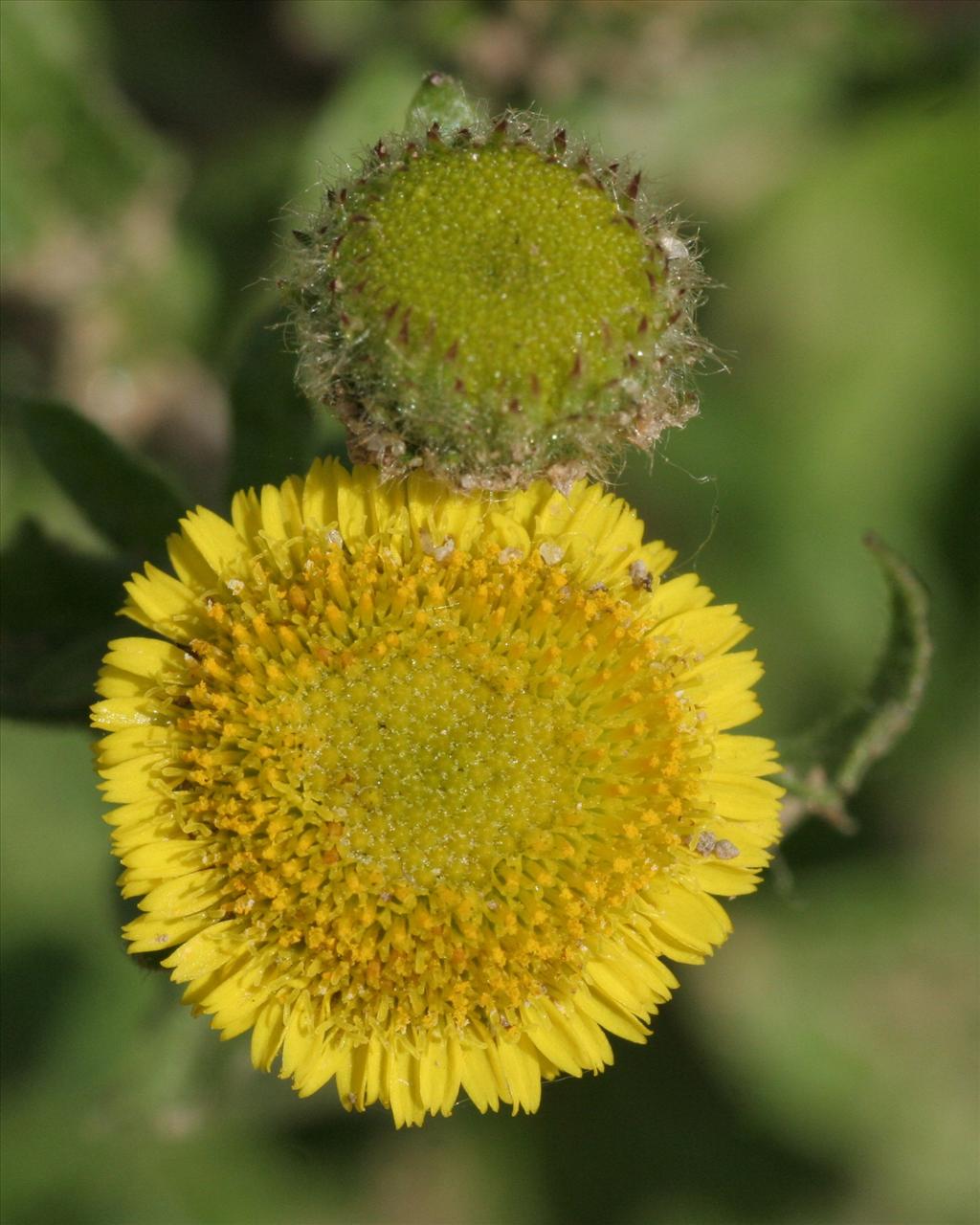 Pulicaria vulgaris (door Willem Braam)