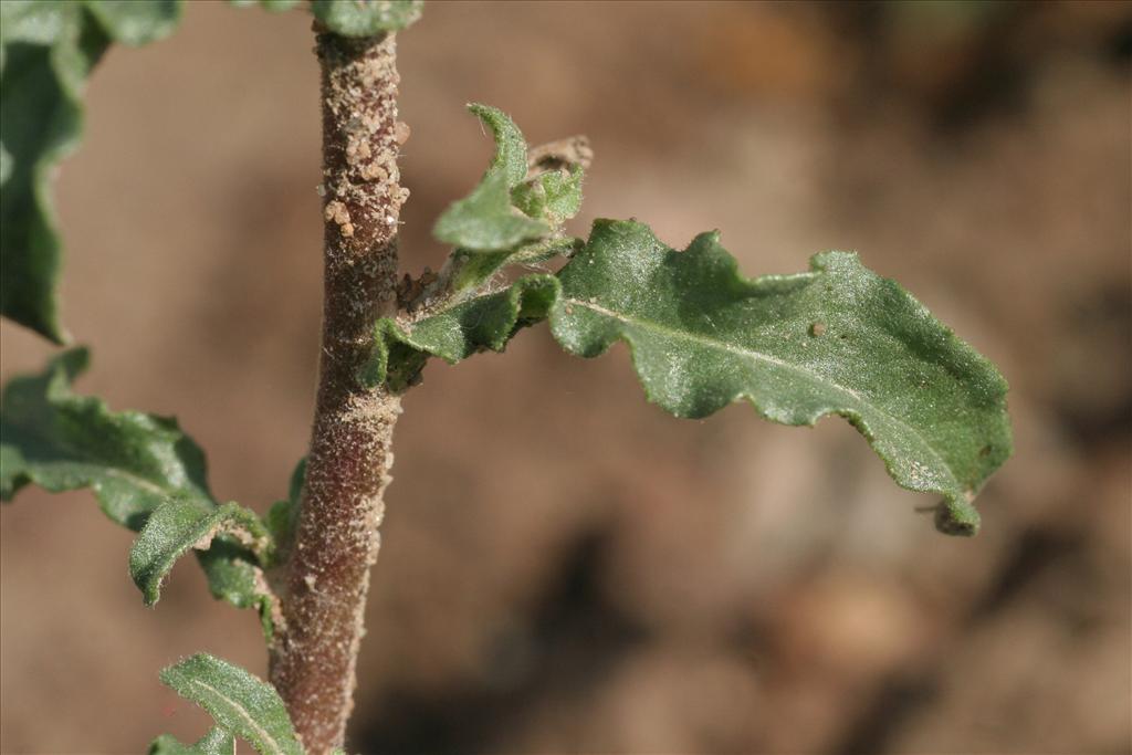 Pulicaria vulgaris (door Willem Braam)