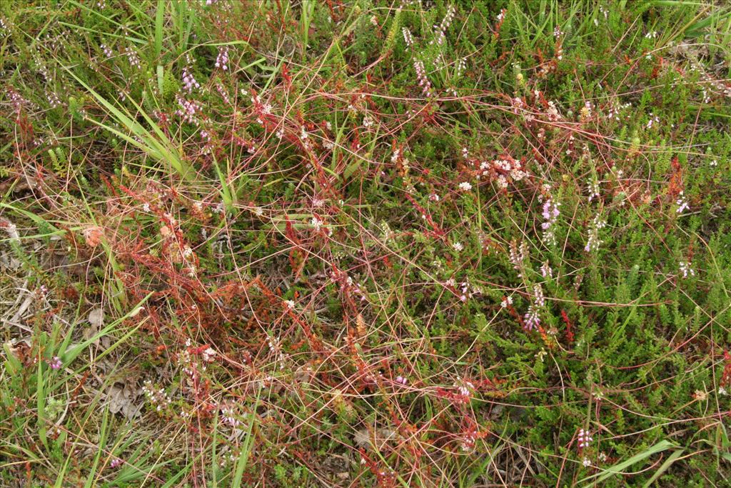 Cuscuta epithymum (door Willem Braam)