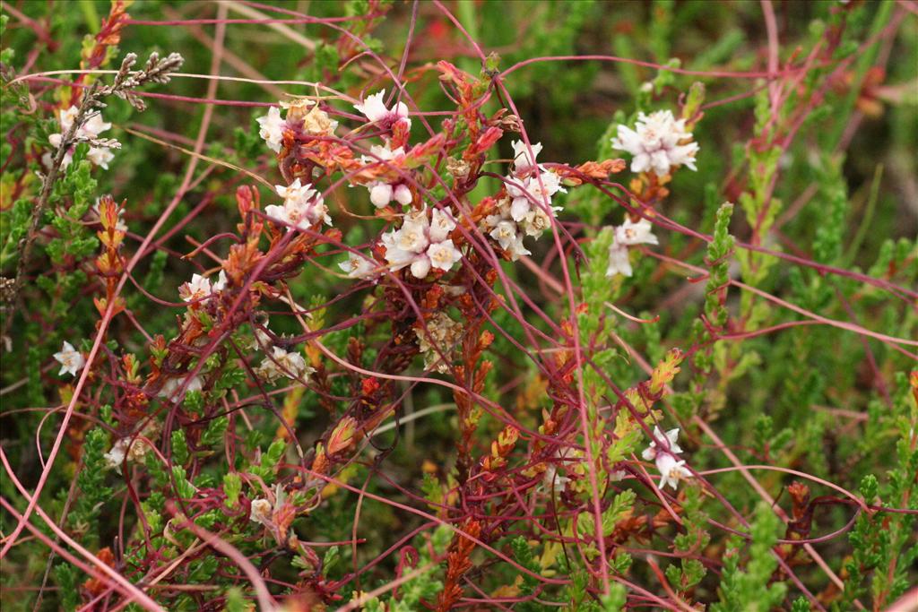 Cuscuta epithymum (door Willem Braam)