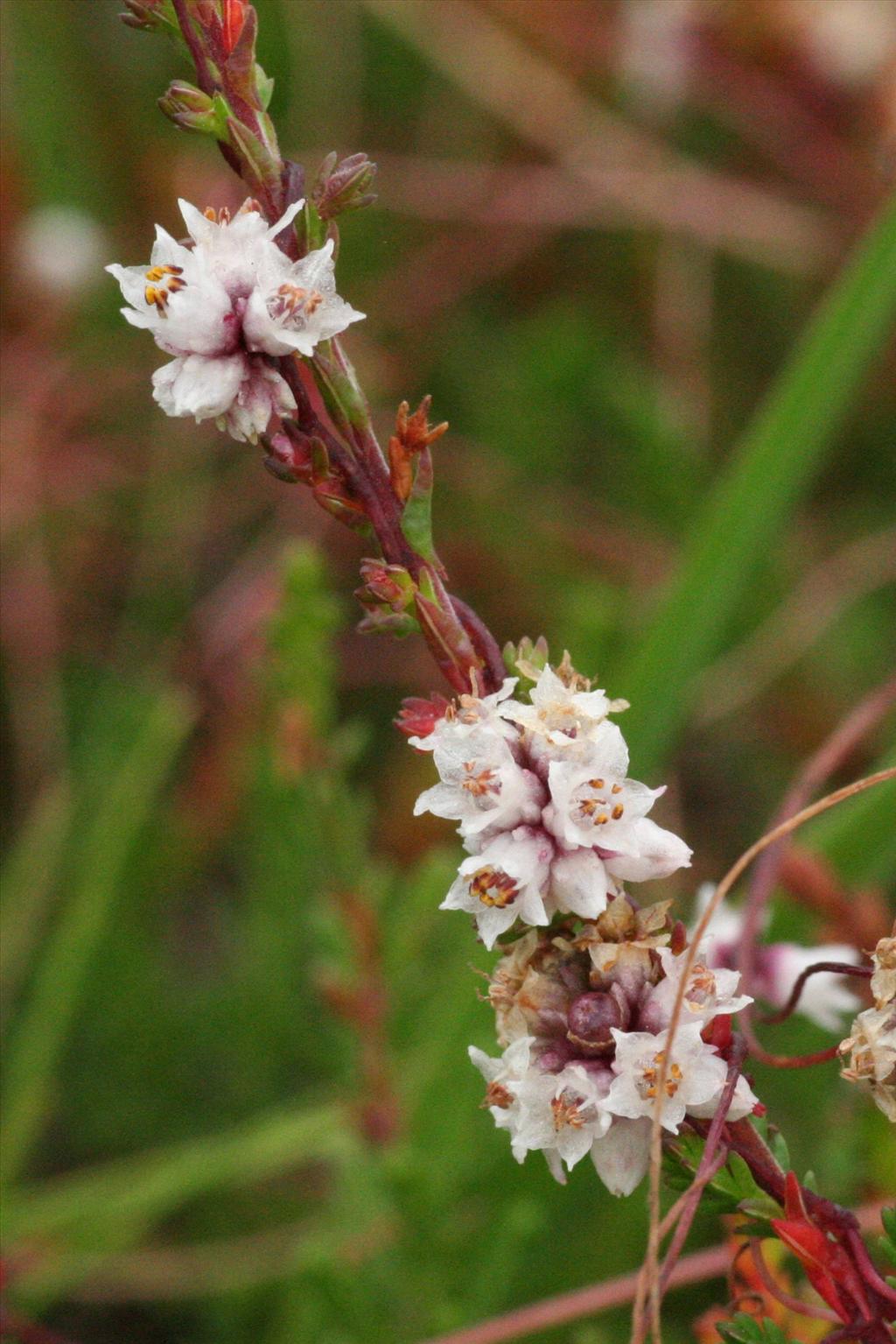 Cuscuta epithymum (door Willem Braam)