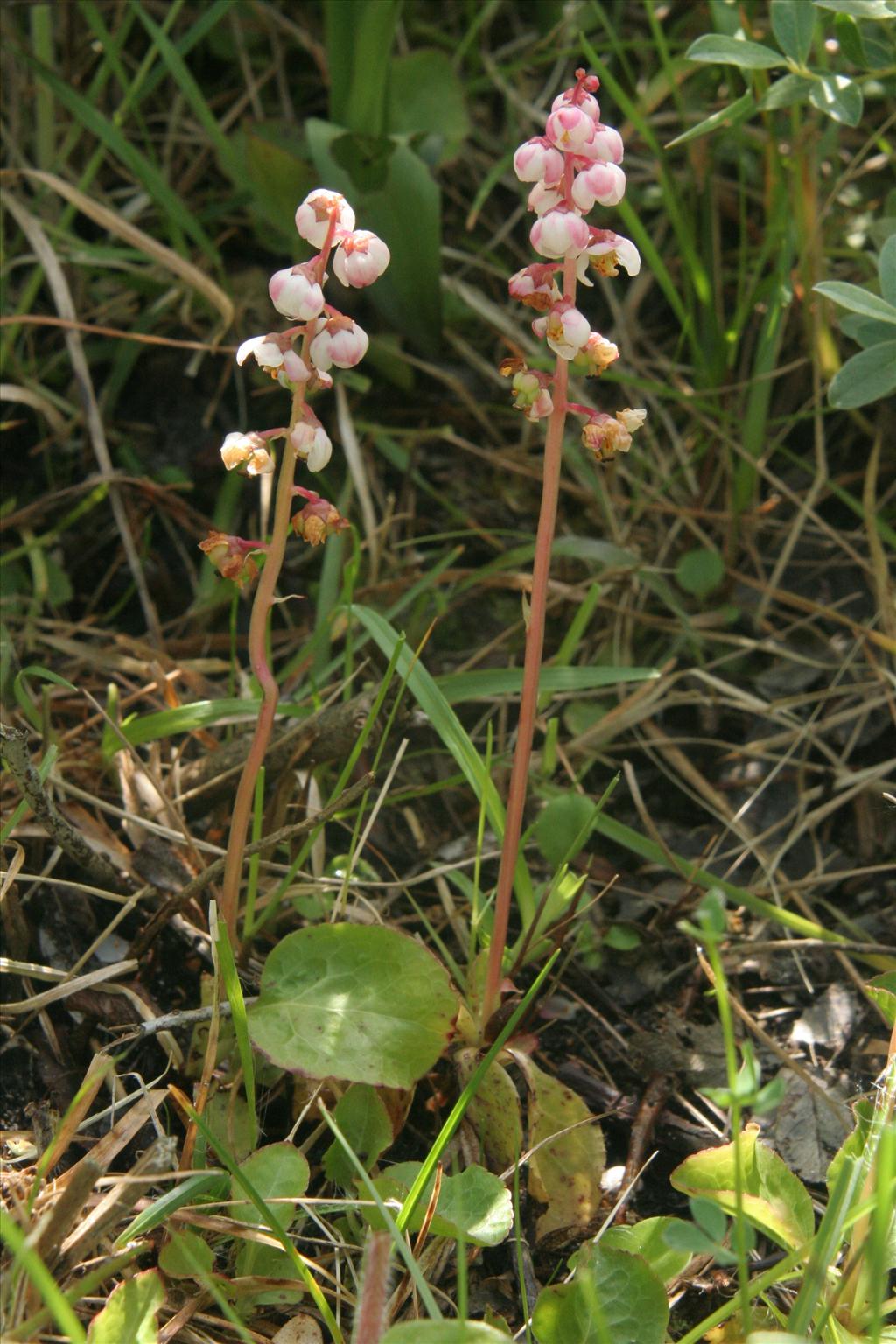 Pyrola minor (door Willem Braam)