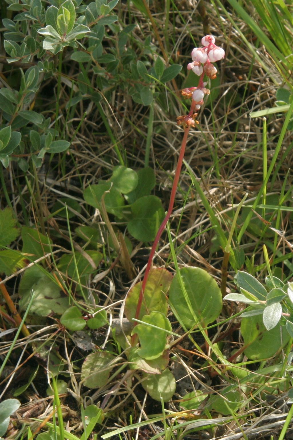 Pyrola minor (door Willem Braam)