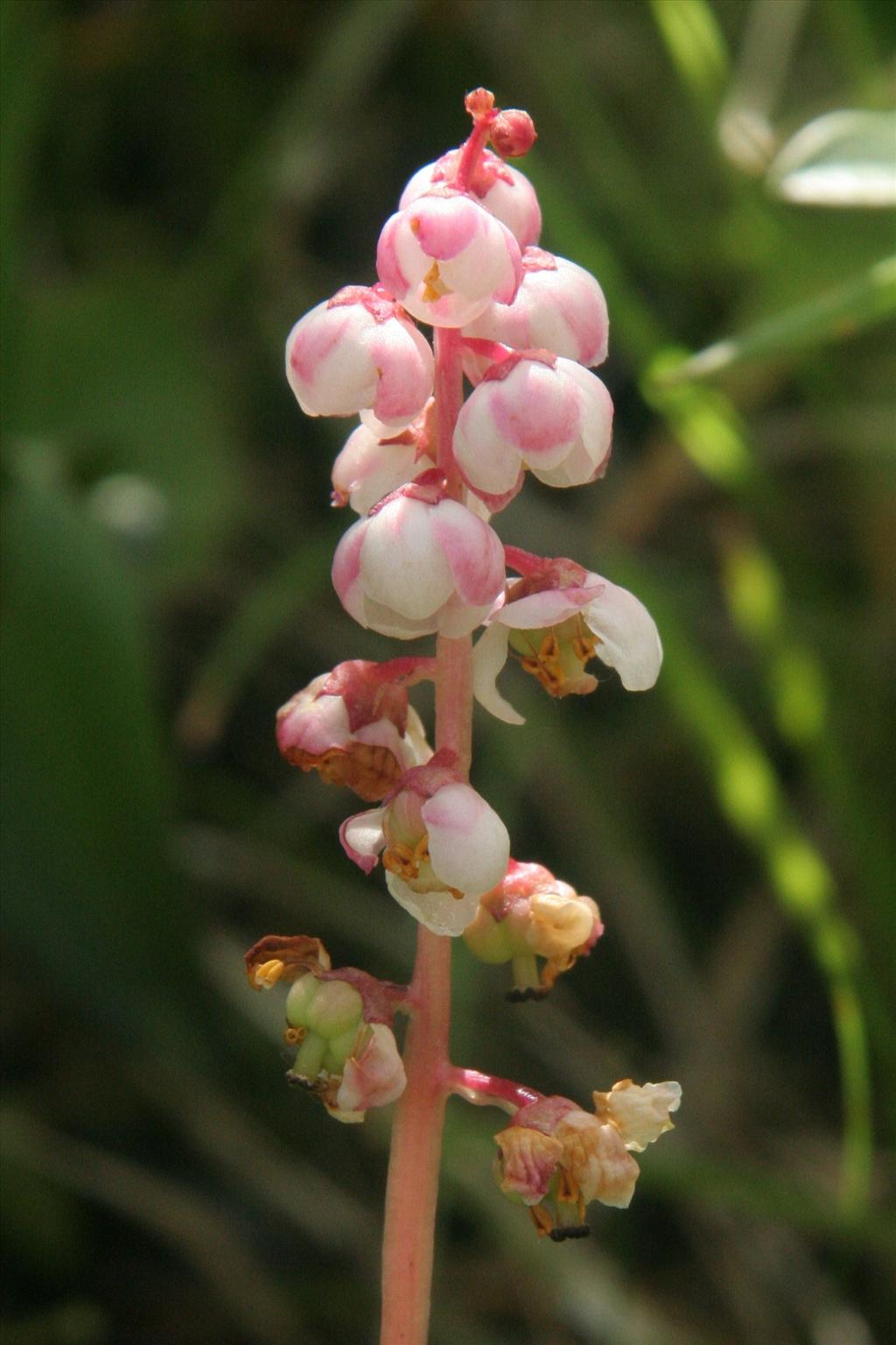 Pyrola minor (door Willem Braam)