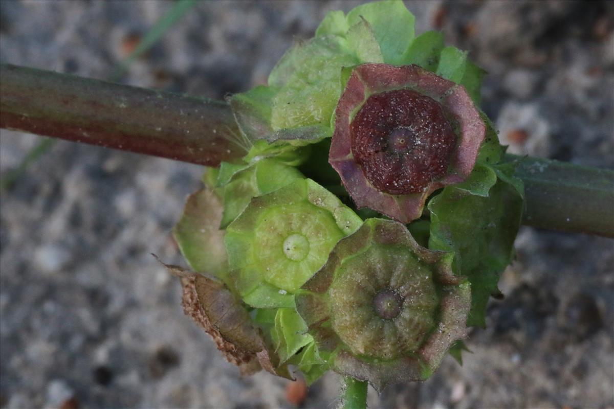 Malva parviflora (door Willem Braam)