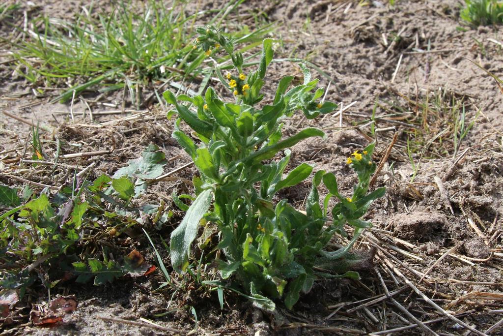 Amsinckia micrantha (door Willem Braam)