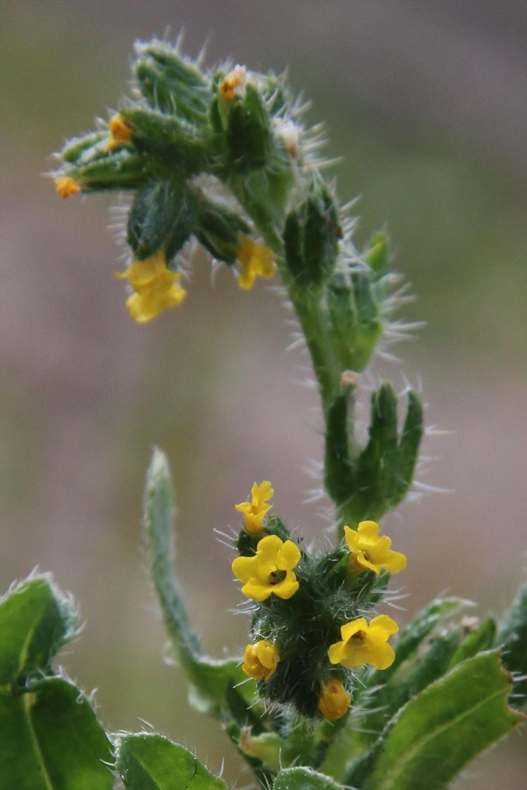 Amsinckia micrantha (door Willem Braam)