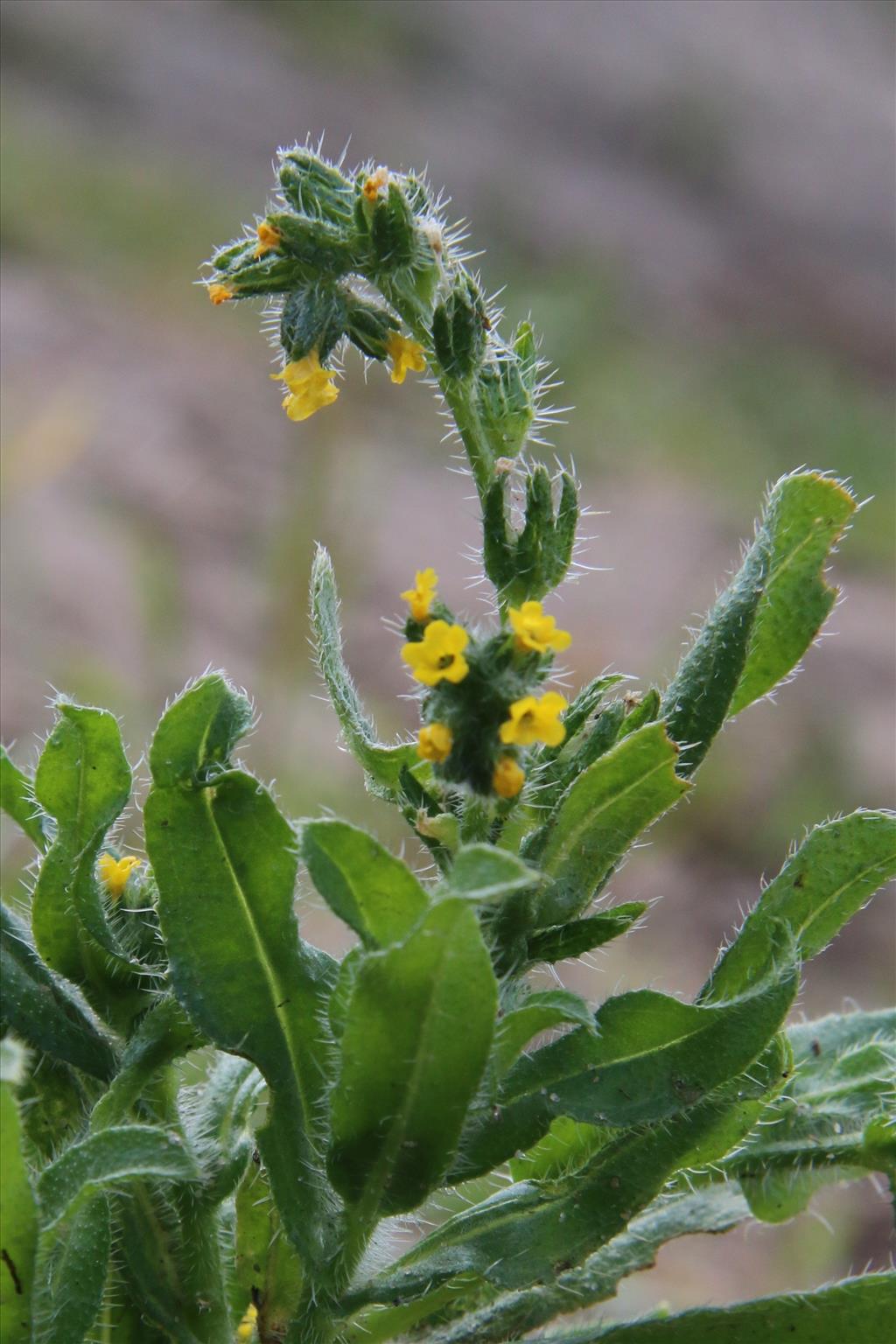 Amsinckia micrantha (door Willem Braam)