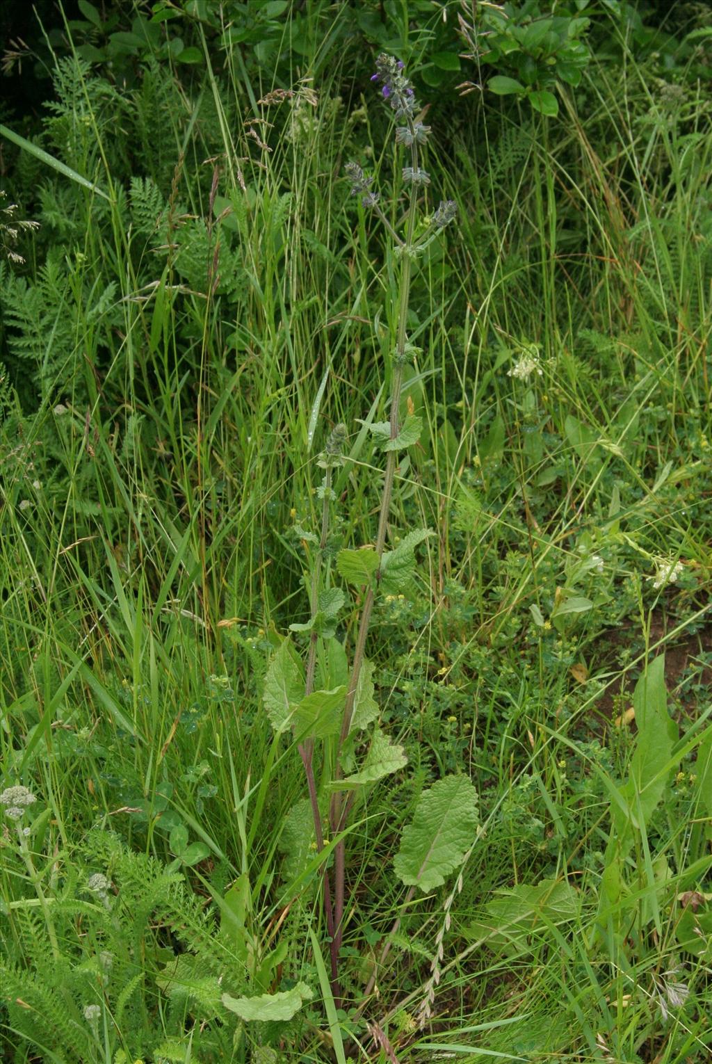 Salvia verbenaca (door Willem Braam)