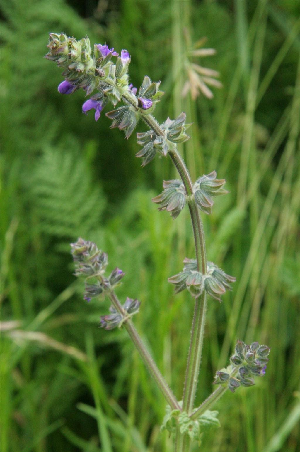 Salvia verbenaca (door Willem Braam)