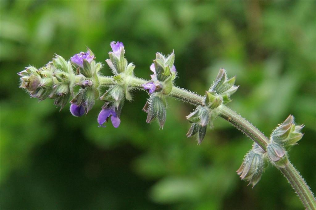 Salvia verbenaca (door Willem Braam)