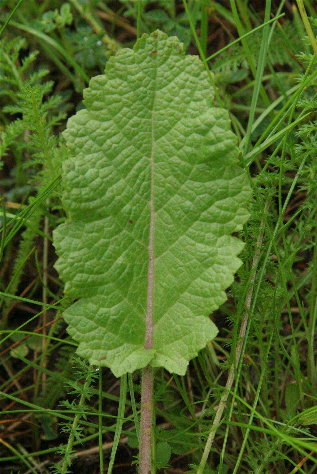 Salvia verbenaca (door Willem Braam)