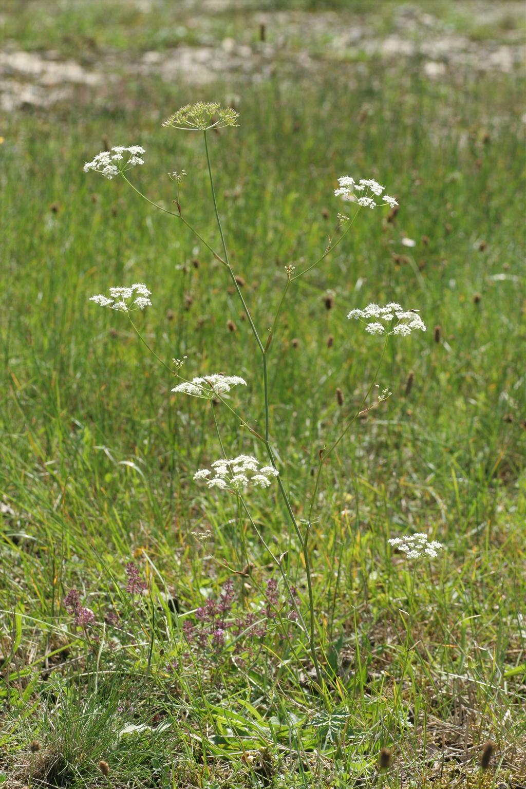 Pimpinella saxifraga (door Willem Braam)