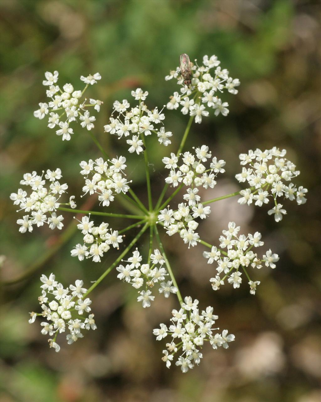 Pimpinella saxifraga (door Willem Braam)