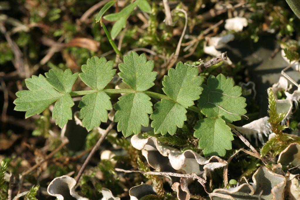 Pimpinella saxifraga (door Willem Braam)